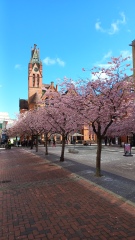 Where’s a nice place in England to go and see cherry blossom ?