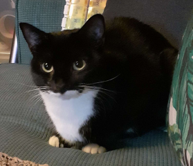 Here is the worlds most beautiful cat