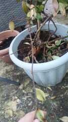 Jasmine plant