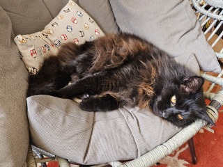 Hymns in Minor Keys & the Russian Easter Overture - the Excellent Cats ignore Culture.....