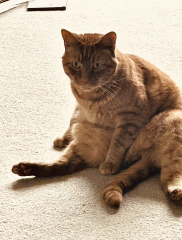 Here is the worlds most beautiful cat