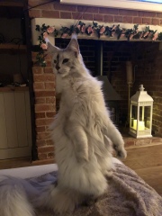 What daft/funny things do your cats do that make you smile