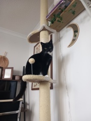 Here is the worlds most beautiful cat