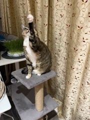 Lap dances, strippers and punch-ups - the Excellent Cats arrange a stag party