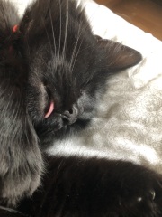 Show me the most unhinged looking photo you have of your cat