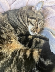 Here is the worlds most beautiful cat