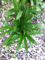 Another plant ID please - with pics