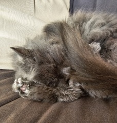 Lap dances, strippers and punch-ups - the Excellent Cats arrange a stag party