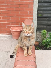 Here is the worlds most beautiful cat