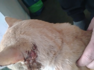 Help my Buster Brown