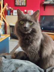 Here is the worlds most beautiful cat