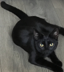 Here is the worlds most beautiful cat