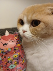 10-month old kitten waking me up to play at 4.15am