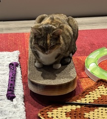 Lap dances, strippers and punch-ups - the Excellent Cats arrange a stag party