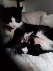 Advice please, Baby cats have arrived!