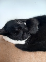 Here is the worlds most beautiful cat