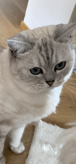 Here is the worlds most beautiful cat