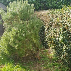 Can I cut my rosemary in half?