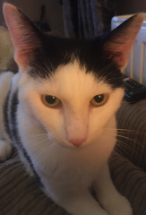 Here is the worlds most beautiful cat