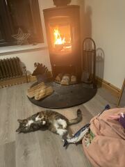 What do your cats do every day that make your heart swell?