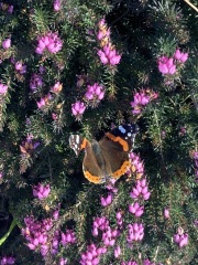 The Year Round Nigel Slater Discussion thread