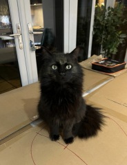 Here is the worlds most beautiful cat