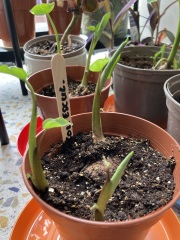 Growing plants from supermarket food - is it possible?