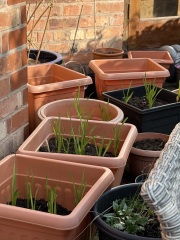 The Year Round Nigel Slater Discussion thread