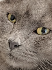 Here is the worlds most beautiful cat