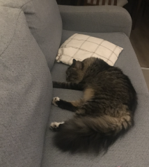 Aggressive cat behaviour - how to handle?