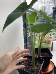 Growing plants from supermarket food - is it possible?