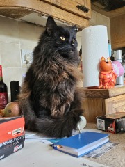 Hymns in Minor Keys & the Russian Easter Overture - the Excellent Cats ignore Culture.....