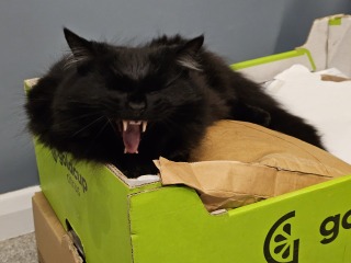 Lap dances, strippers and punch-ups - the Excellent Cats arrange a stag party