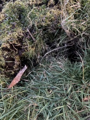 Leg got stuck in a hole in my garden!