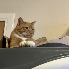 Here is the worlds most beautiful cat