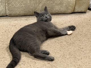Here is the worlds most beautiful cat
