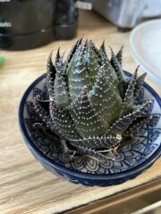 Urgent cactus lifesaving!