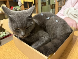 To show me your Lego collection?