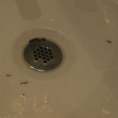 Bath drain smells of rotten eggs