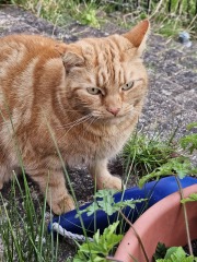 Hymns in Minor Keys & the Russian Easter Overture - the Excellent Cats ignore Culture.....