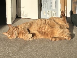 Here is the worlds most beautiful cat