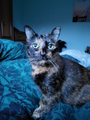Here is the worlds most beautiful cat