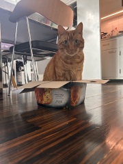 Here is the worlds most beautiful cat