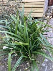 Plant ID please - thought it was bluebells but don’t think it is