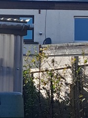 Neighbour Camera overlooking garden