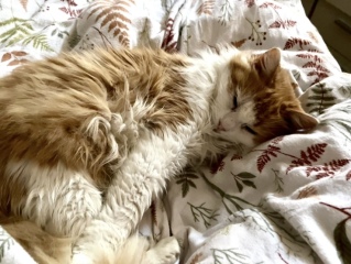 Here is the worlds most beautiful cat