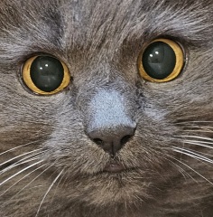 Here is the worlds most beautiful cat