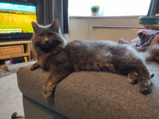 Here is the worlds most beautiful cat