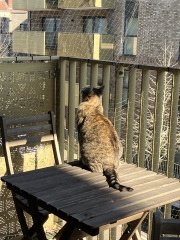 Lap dances, strippers and punch-ups - the Excellent Cats arrange a stag party