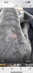 Puppy pyoderma/ demodex/ itchy rash help…..